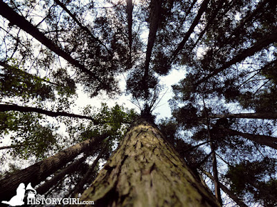 Ghost Town in the Pines: Exploring Double Trouble Village